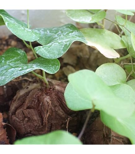 大型、斑入り　紅葉亀甲ヘキラン　実生 大型、斑入り 紅葉亀甲ヘキラン 実生